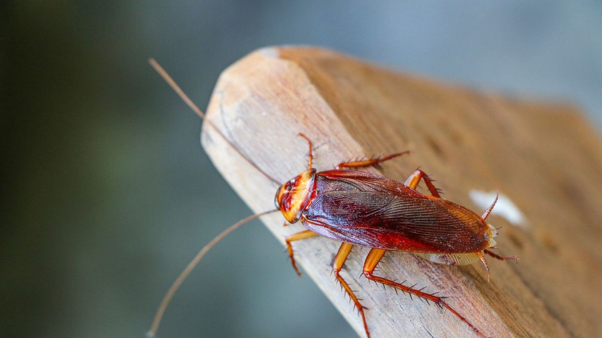 Des astuces naturelles pour éloigner les cafards de votre maison