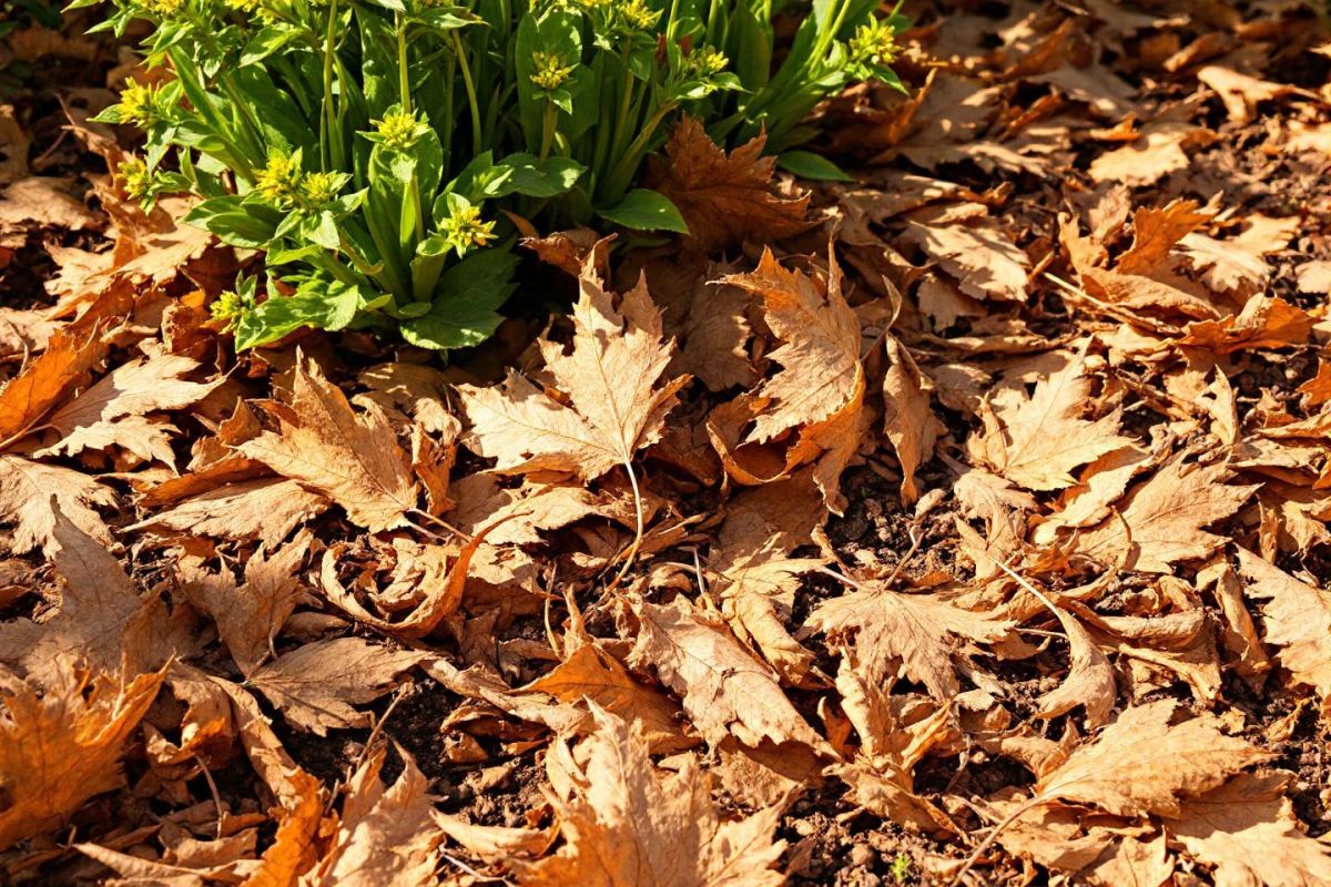Transformez vos feuilles mortes en atout pour un jardin florissant avant l’automne
