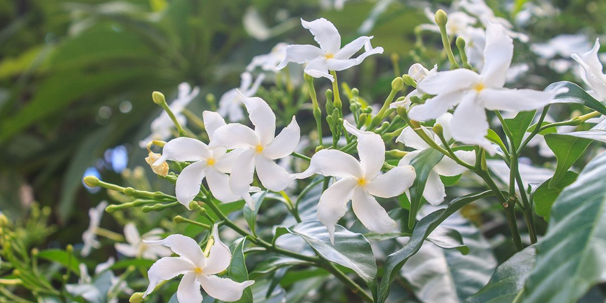 Les secrets du bouturage de jasmin : guide pratique