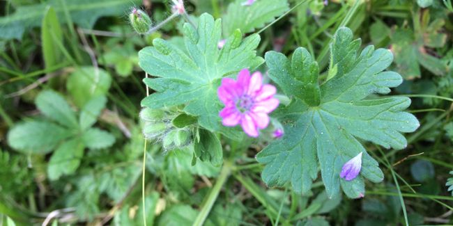 Géranium à feuilles molles (Geranium molle) : une plante sauvage à connaître