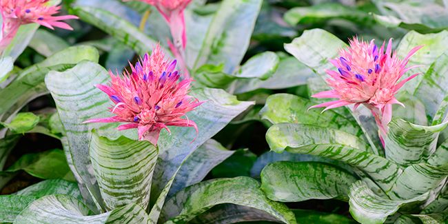 Aechméa : l'élégance argentée pour votre intérieur