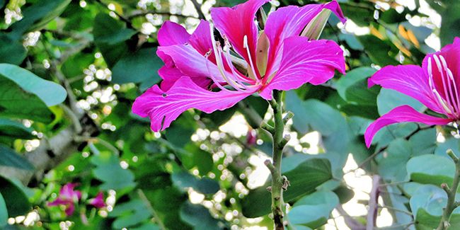 L'arbre aux orchidées : un symbole floral unique de Hong-Kong