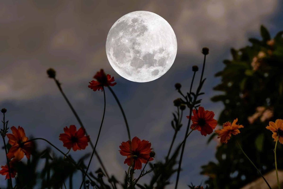 Jardinez en accord avec la lune : le guide de mars 2025 pour des récoltes prospères