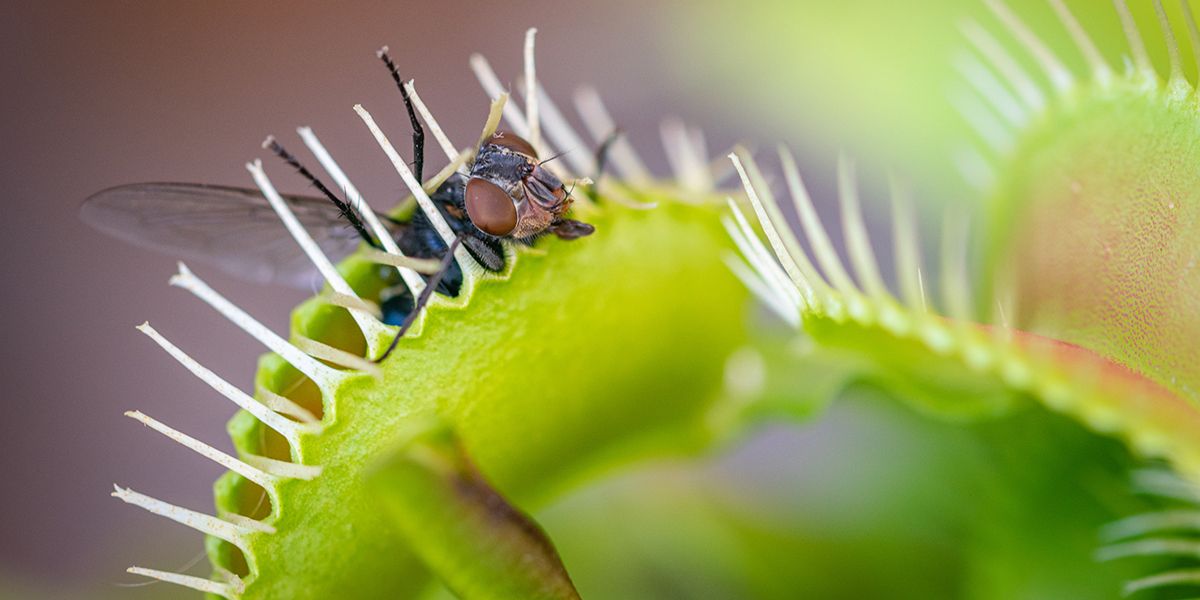 8 répulsifs naturels vraiment efficaces pour éloigner les mouches de la maison