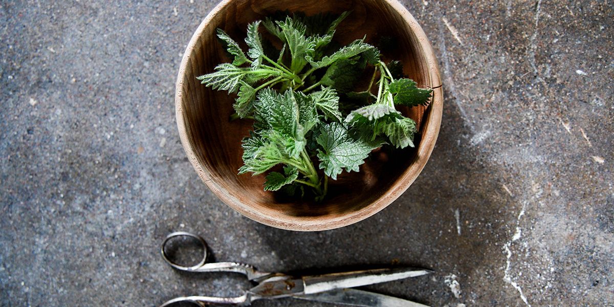 Les vérités sur les orties en jardinage : un fertilisant à éviter ?