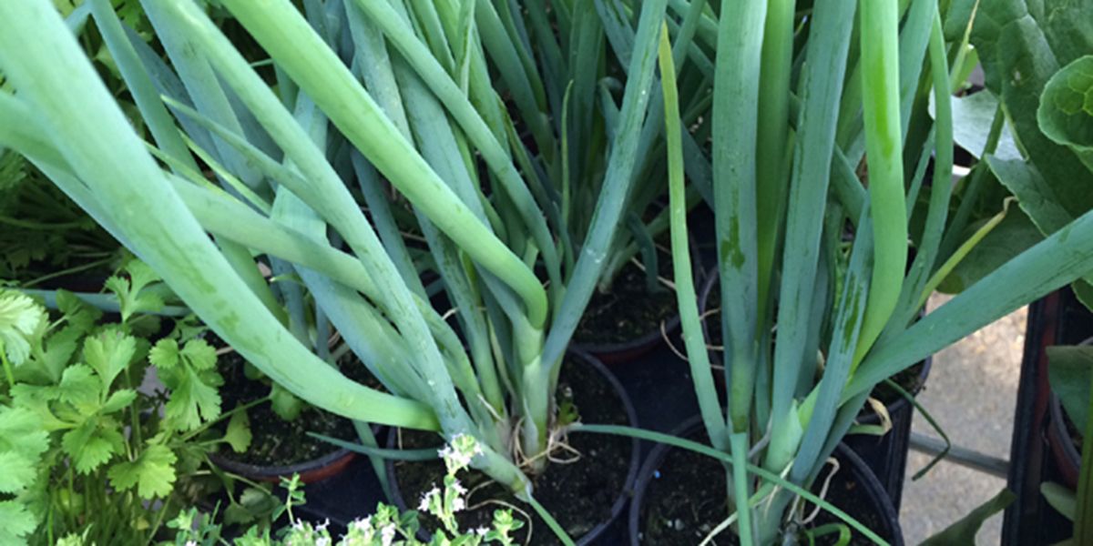Ciboule, l'aromatique incontournable pour vos salades et plats gourmands