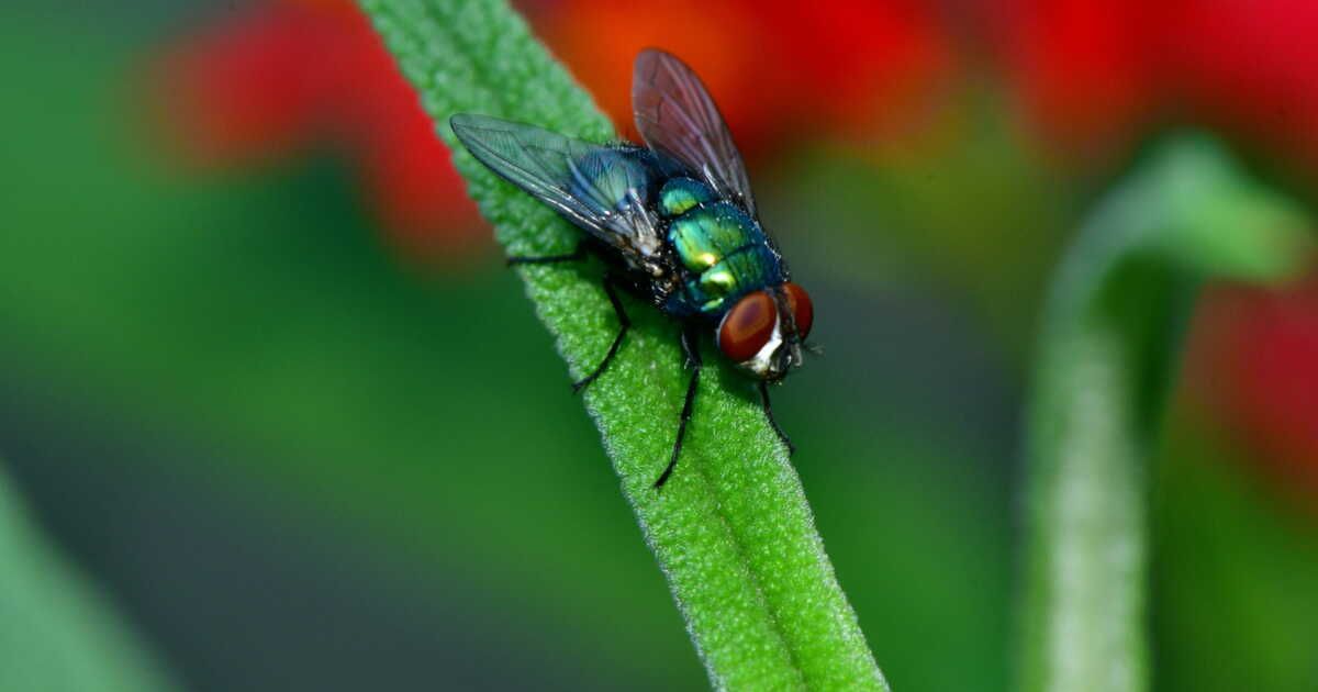 Cette fleur étonnante peut chasser les mouches de votre intérieur