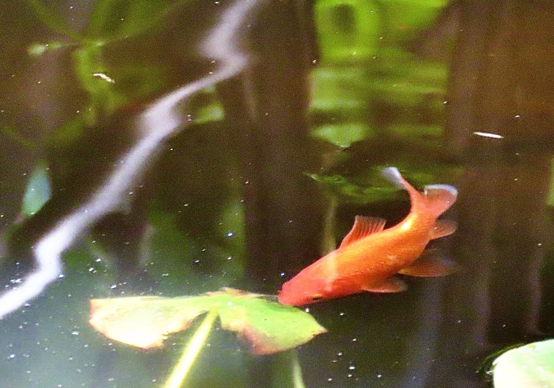 Un poisson discret pour une lutte efficace contre les moustiques dans votre récupérateur d'eau