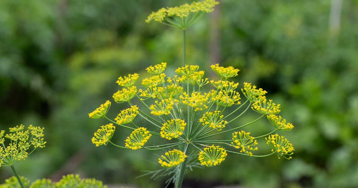 Cultivez vos propres épices : 8 variétés à planter chez soi