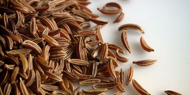 Carvi (Carum carvi), cumin des prés ou anis des Vosges
