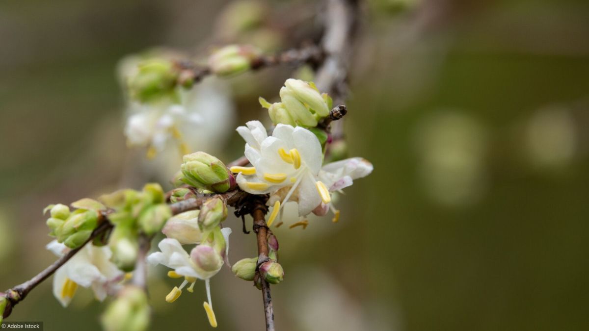 Des fleurs éclatantes pour égayer votre jardin en hiver