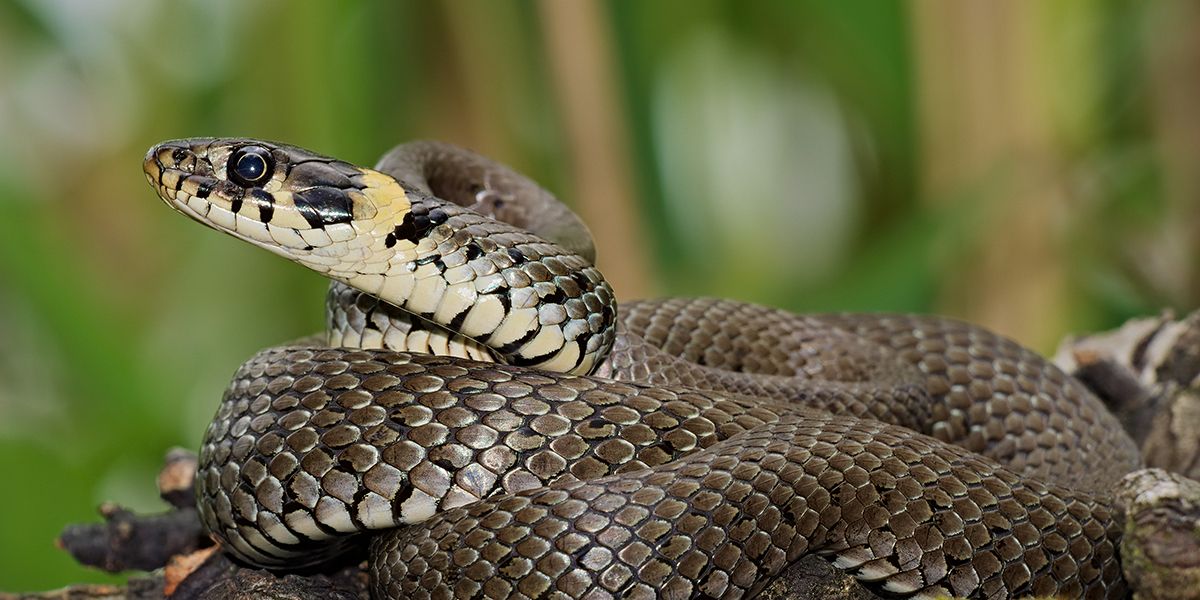 les serpents surprenants que vous pourriez croiser dans votre jardin