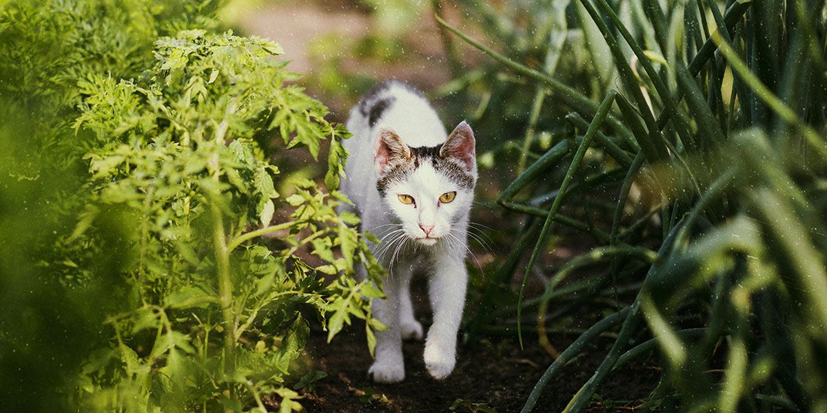 Fabriquez votre propre répulsif naturel pour chat