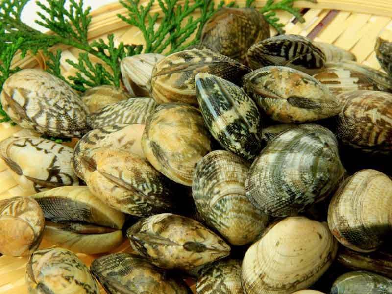 La pêche à pied : un plaisir à consommer avec précaution