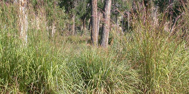 À la découverte du barbon de Gérard (Andropogon gerardii)