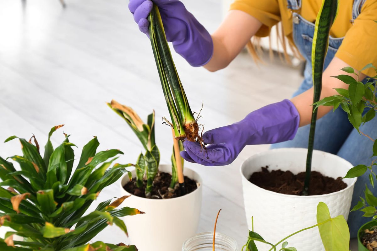 sauvez votre plante inondée : astuces faciles à suivre