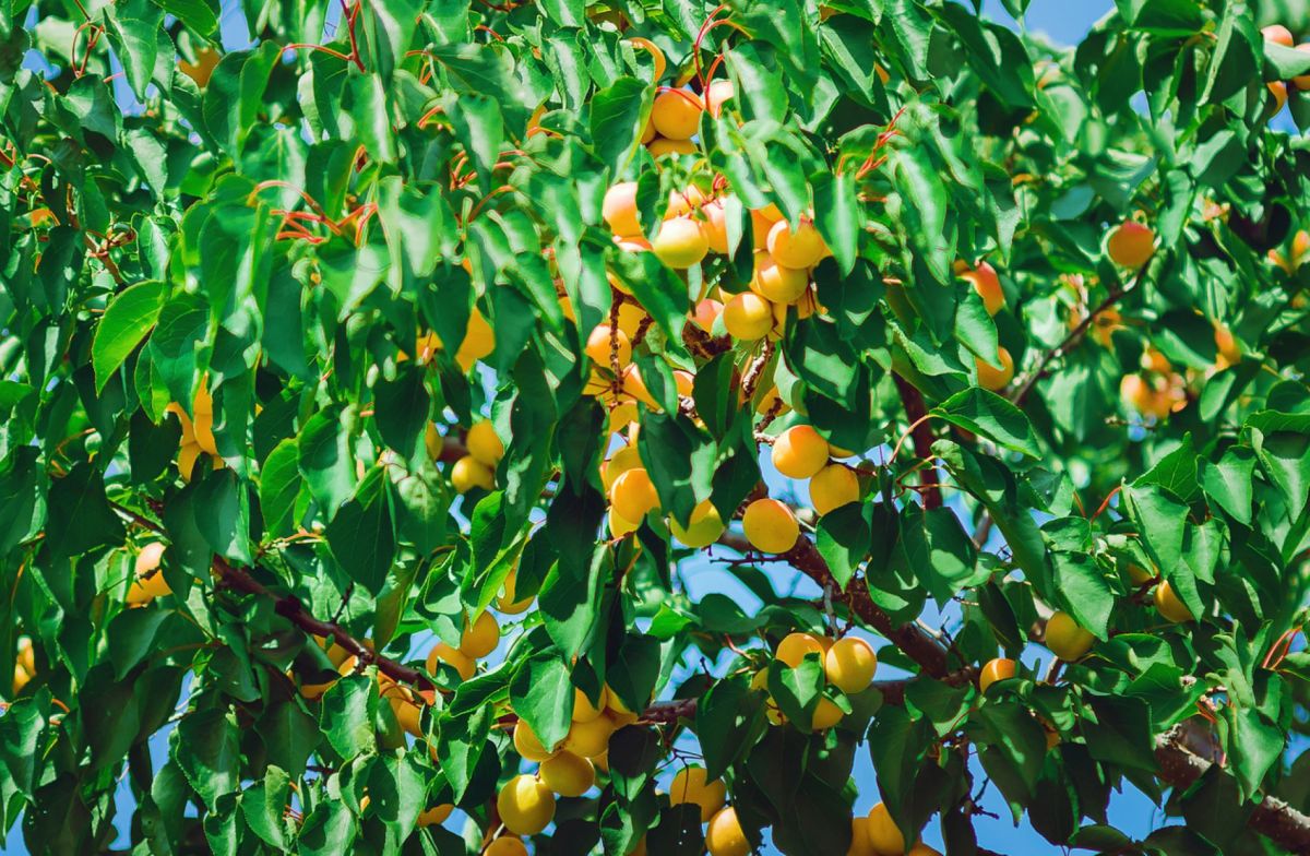 Préparez votre abricotier pour une récolte abondante : les gestes essentiels de janvier