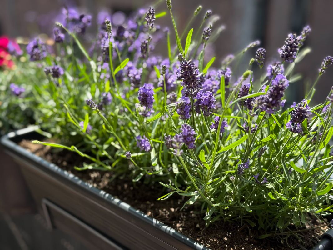 un geste estival pour des plantes resplendissantes toute l'année
