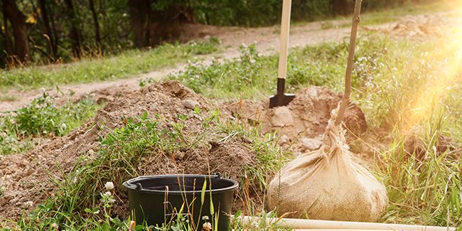 Bien planifier la distance de plantation entre arbres et arbustes