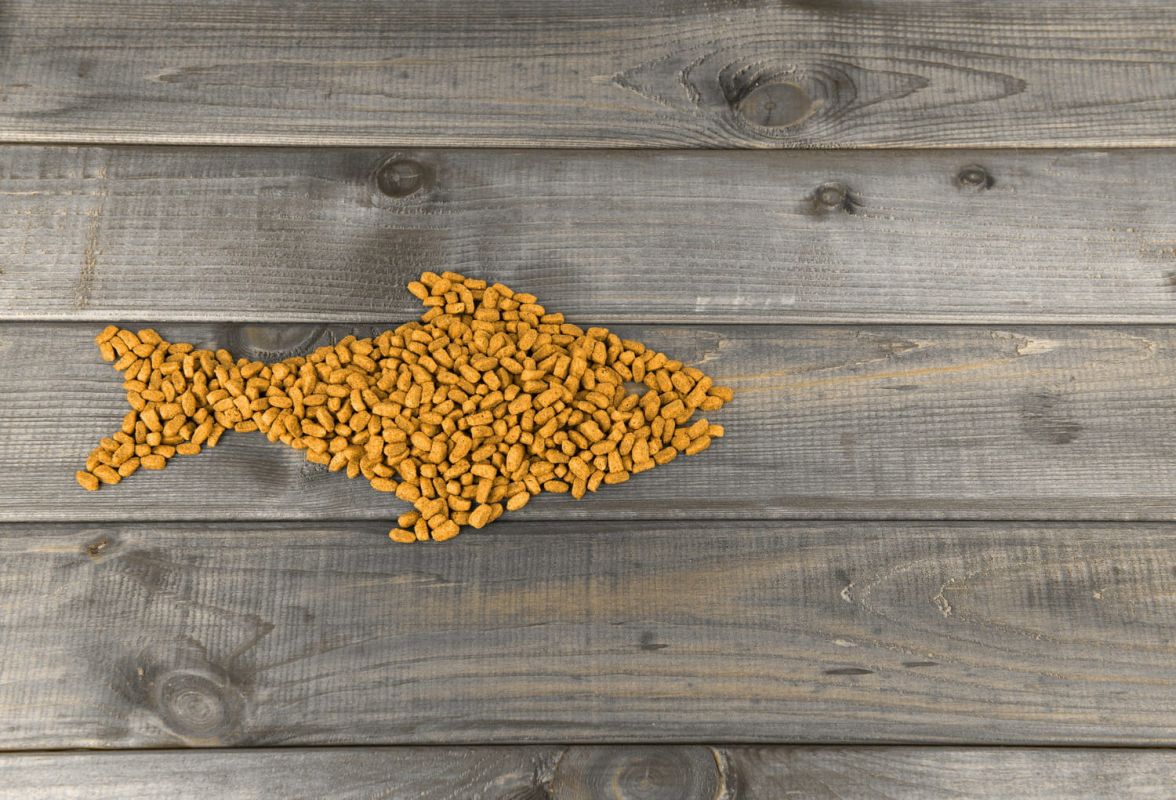 Découvrez les croquettes préférées de votre chat