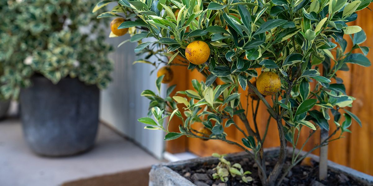 Planter des fruitiers nains sur son balcon ou sa terrasse