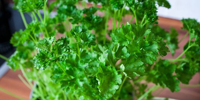 Récolte et conservation du persil : les secrets d'une herbe aromatique