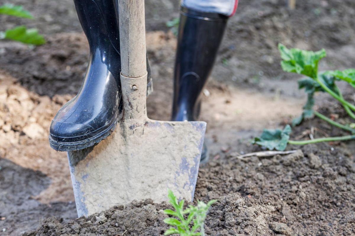 Les dictons de jardinage : entre héritage et réalité climatique