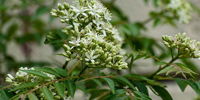 Kaloupilé : la feuille de curry au cœur de la gastronomie