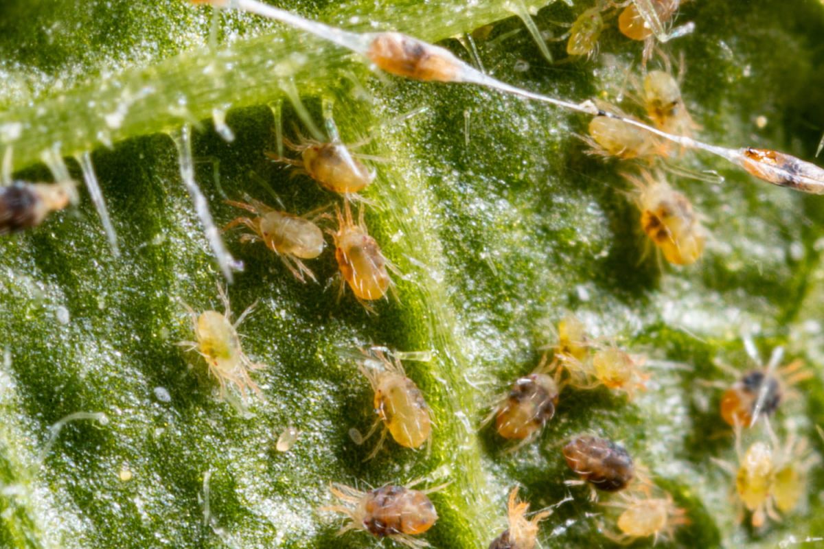 Attention à la plante qui attire des araignées : une menace pour votre intérieur