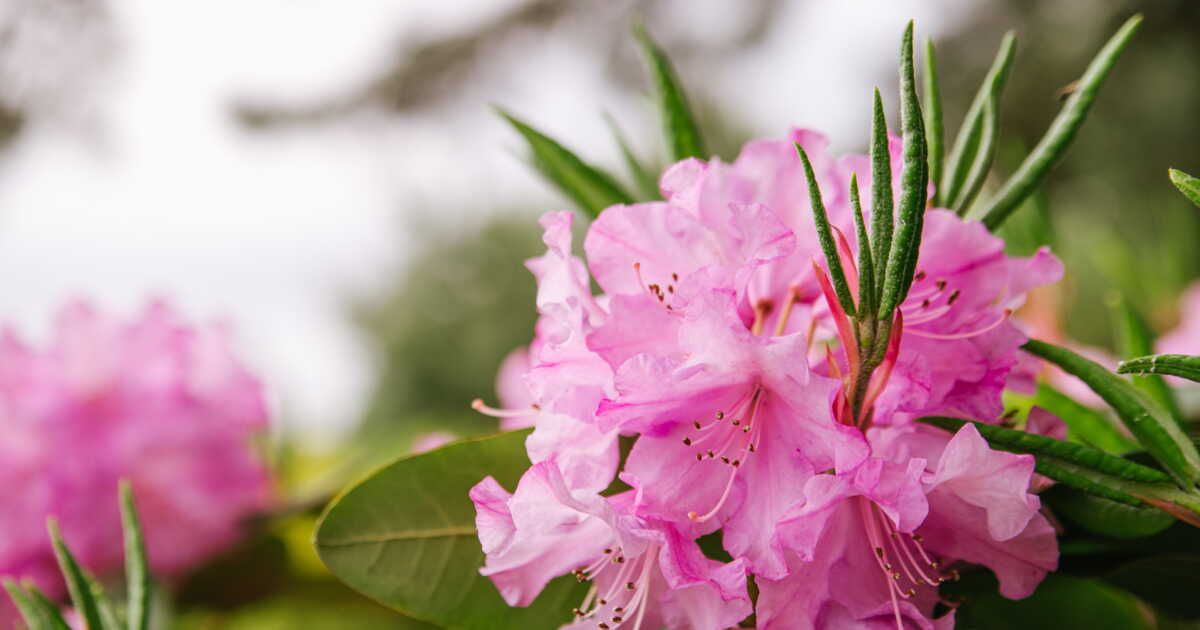 Les plantes incontournables pour votre jardin en Bretagne