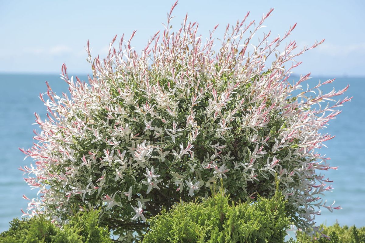 Secrets d'entretien du saule crevette : comment réussir sa culture