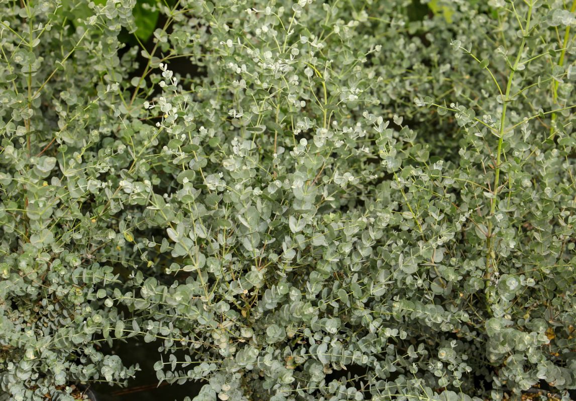 Découvrez l'eucalyptus gunnii, un arbre parfumé qui embellit votre jardin