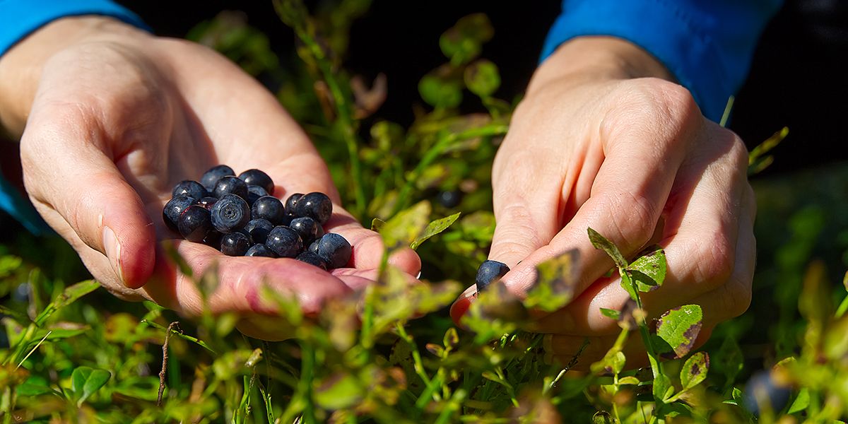 Cueillir des myrtilles en montagne : ce que dit la loi