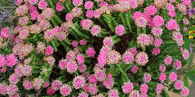 Pimelée ferrugineuse (Pimelea ferruginea) à fleur de riz rose