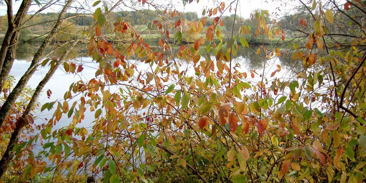 Découvrez l'arboretum du Chêne-Vert : un sanctuaire de biodiversité à Chabanais