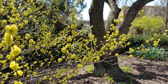 À la découverte du laurier benzoin, l'arbuste aux multiples senteurs