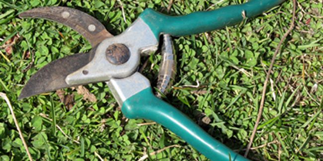 Découvrez les sécateurs de jardin : un outil indispensable