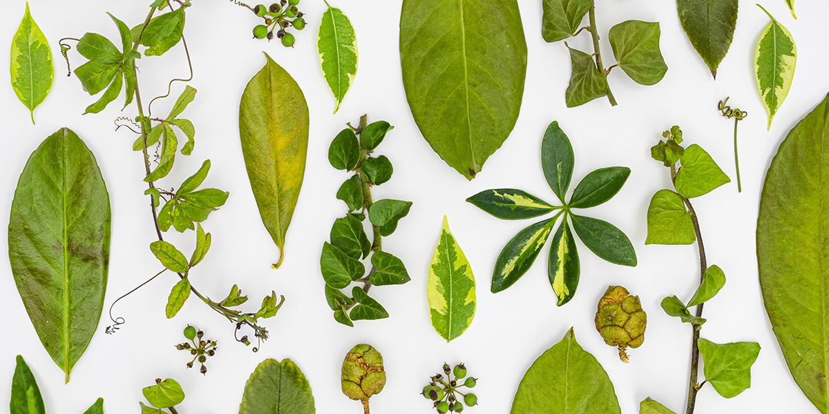 découverte des formes fascinantes des feuilles des plantes