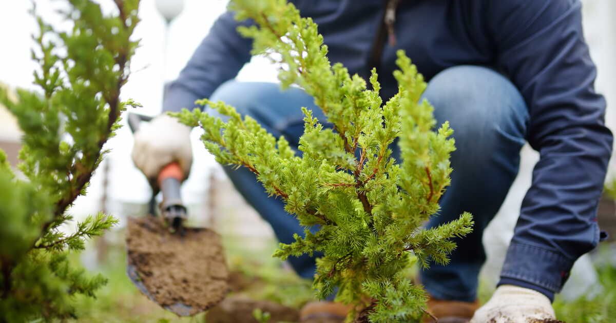 Comment choisir vos plantes d'extérieur selon leur exposition