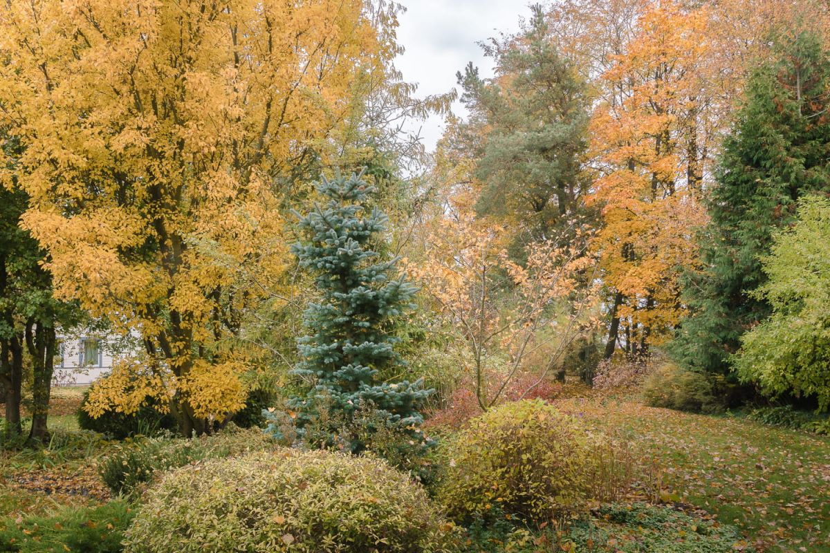 Révélation automnale : la plante incontournable des jardiniers malins