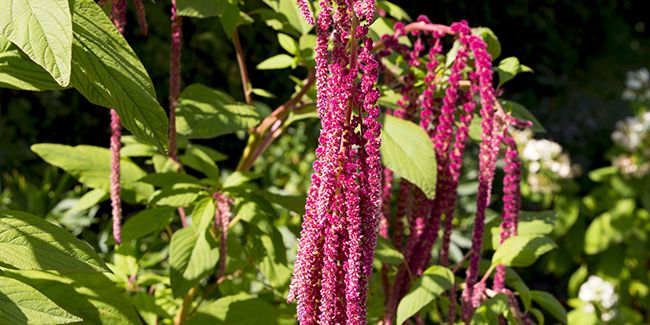 Amarante (Amaranthus caudatus), la queue de renard