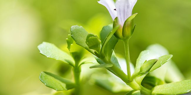 Le bacopa, un trésor pour le cerveau