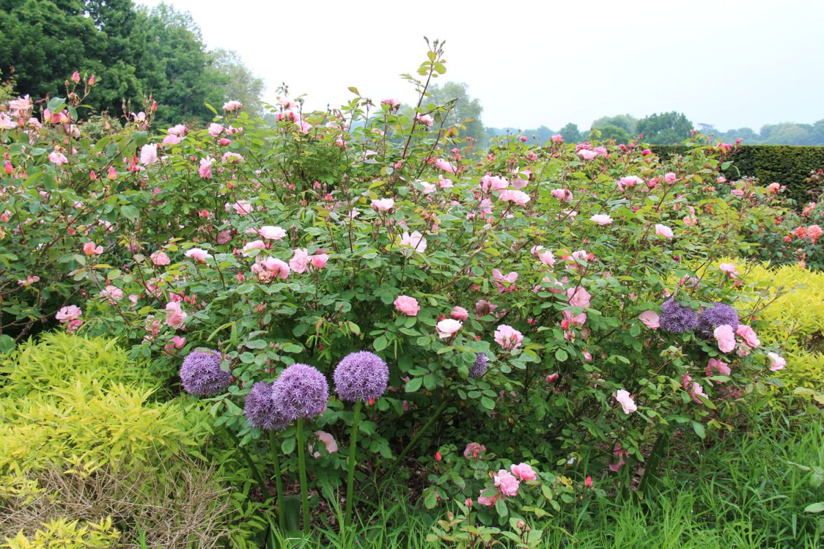 Maximisez la beauté de votre jardin