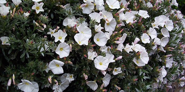 Liseron de Turquie : une beauté résistante pour les jardins côtiers