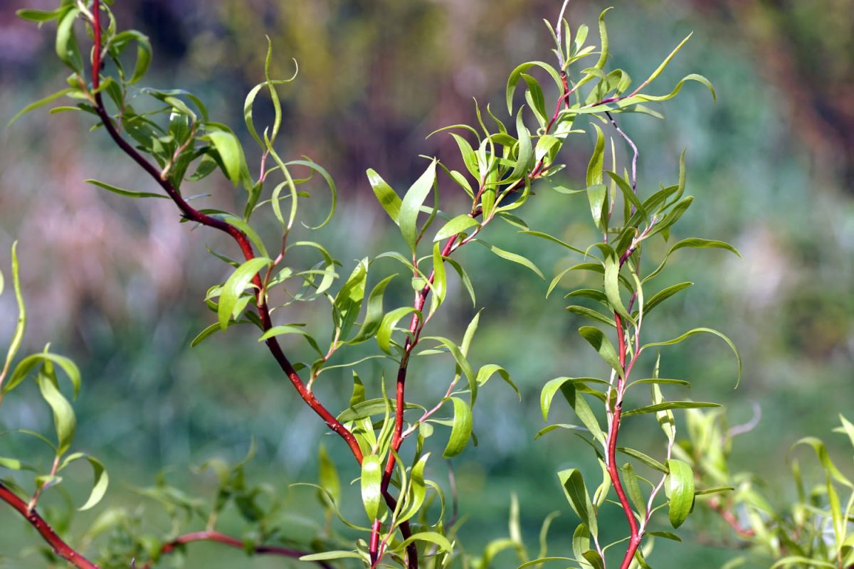 L'arbre sculptural à adopter pour votre jardin cet automne