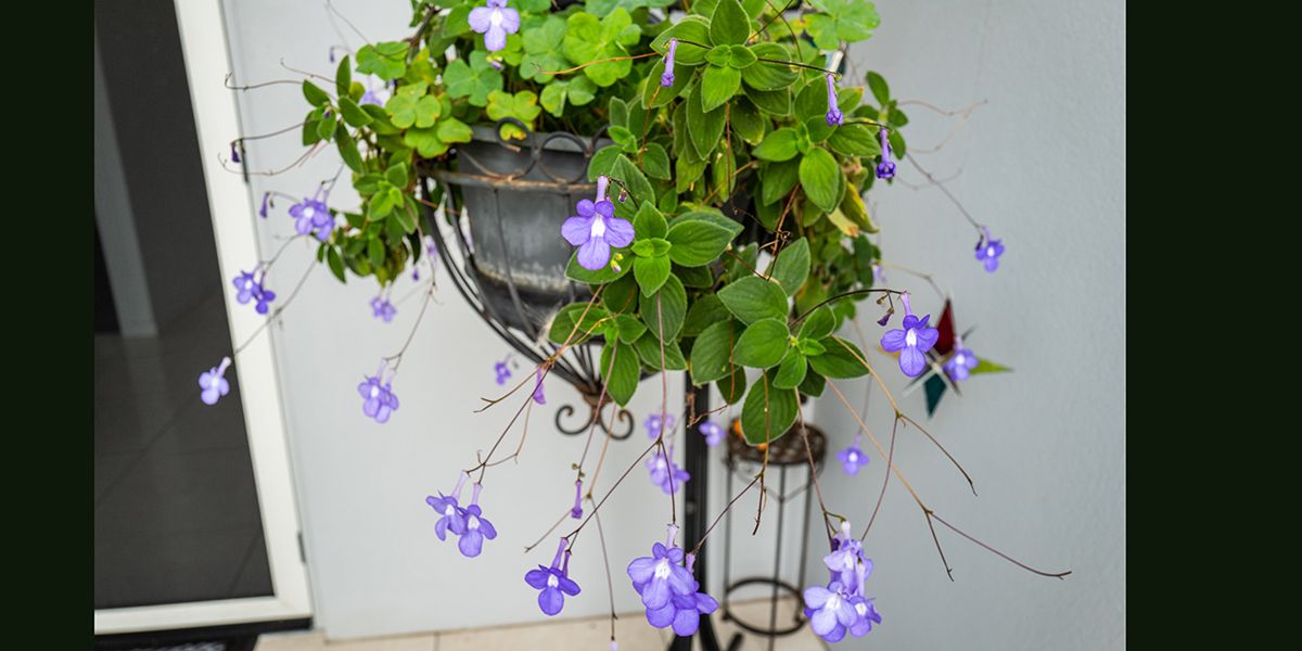 Éblouissante primevère du Cap (Streptocarpus saxorum) : un atout pour votre décoration