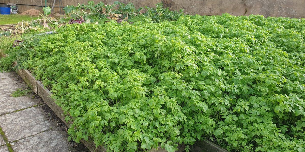 Semis des engrais verts : les secrets pour un jardin florissant