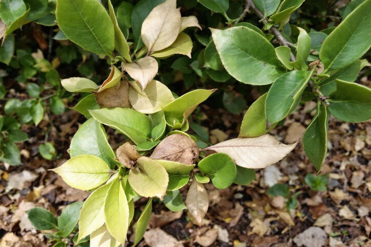 Renaître de ses feuilles : comment revitaliser vos troènes cet automne