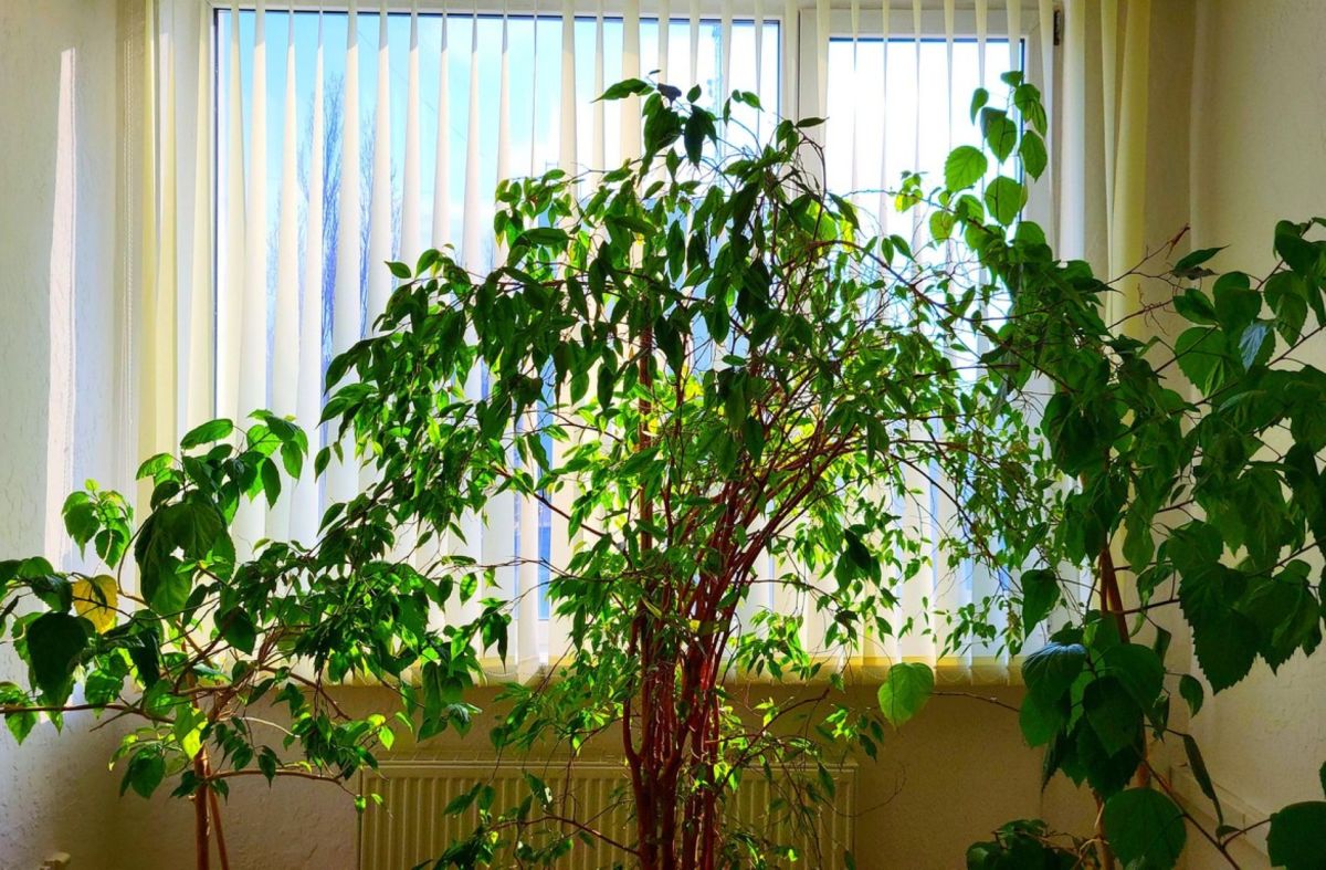 des arbres en pot qui transforment votre intérieur en oasis de style