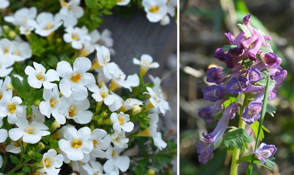 30 fleurs d'été incontournables pour transformer votre jardin